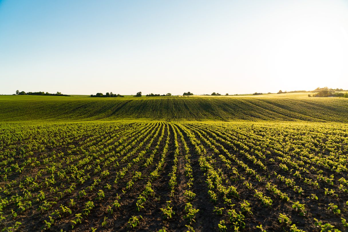 Câmp agricol la răsărit